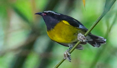 Coereba flaveola