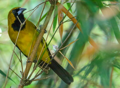 Icterus leucopteryx