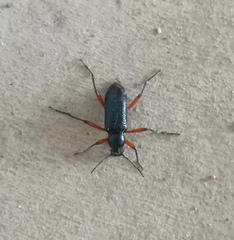 Strongylium erythrocephalum