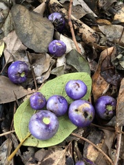 Gmelina leichhardtii