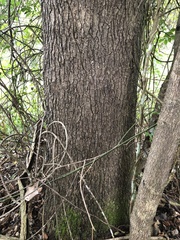 Gmelina leichhardtii