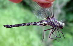 Gomphaeschna furcillata