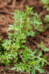 Rorippa cantoniensis