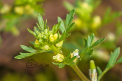 Rorippa cantoniensis