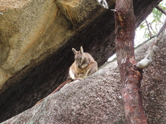 Petrogale mareeba