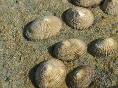 Siphonaria naufragum