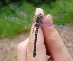 Gomphaeschna furcillata