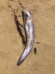 Genypterus tigerinus