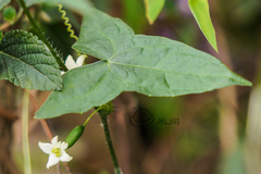 Zehneria japonica