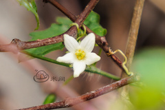 Zehneria japonica