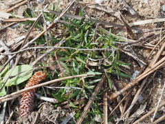 Polypremum procumbens