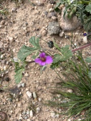 Erodium texanum