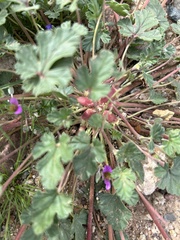 Erodium texanum