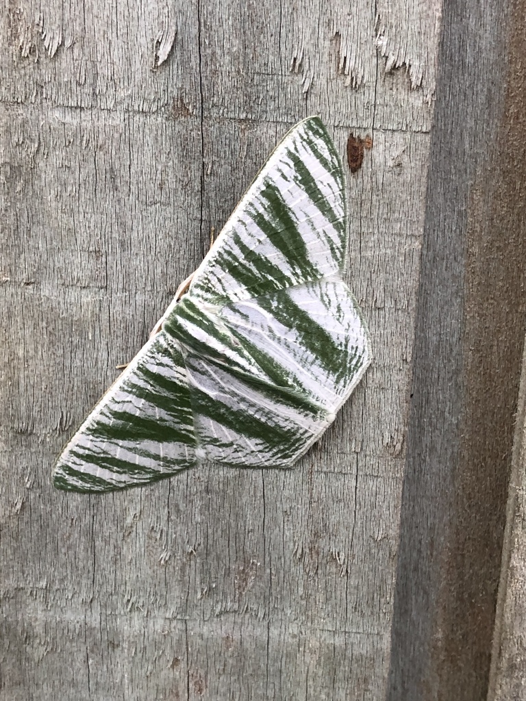 Thalassodes nivestrota
