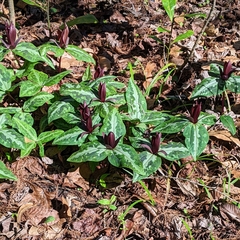 Trillium underwoodii