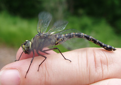 Gomphaeschna furcillata