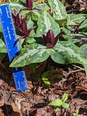 Trillium underwoodii