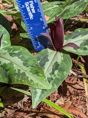 Trillium underwoodii
