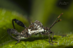 Merocoris