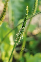 Plantago asiatica