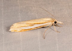 Crambus satrapellus