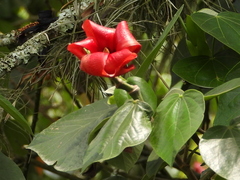 Hibiscus elatus
