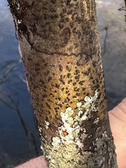 Bathelium carolinianum