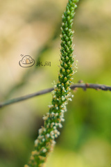 Plantago asiatica