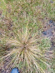 Carex litorosa
