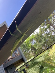 Tropidoderus childrenii