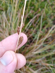 Carex litorosa