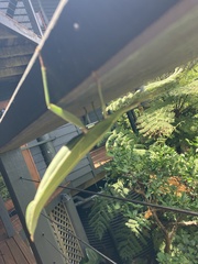 Tropidoderus childrenii