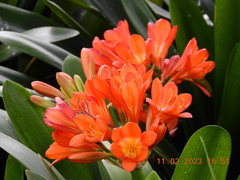 Clivia