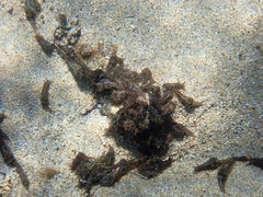 Stylocheilus striatus