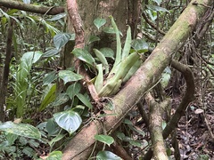 Aechmea bracteata