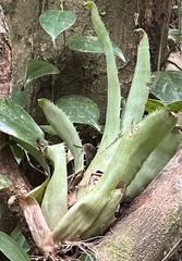 Aechmea bracteata