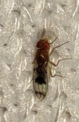 Chymomyza amoena