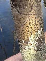 Bathelium carolinianum