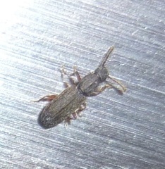 Oryzaephilus