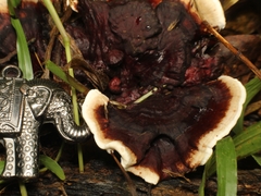 Earliella