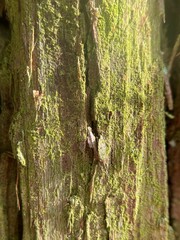 Chrysothrix chamaecyparicola