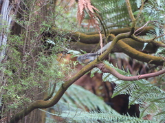 Rhipidura fuliginosa