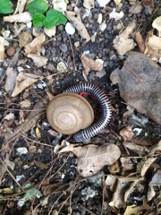 Ommatoiulus sabulosus