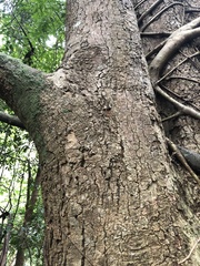 Flindersia xanthoxyla