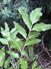 Flindersia xanthoxyla
