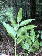 Flindersia xanthoxyla