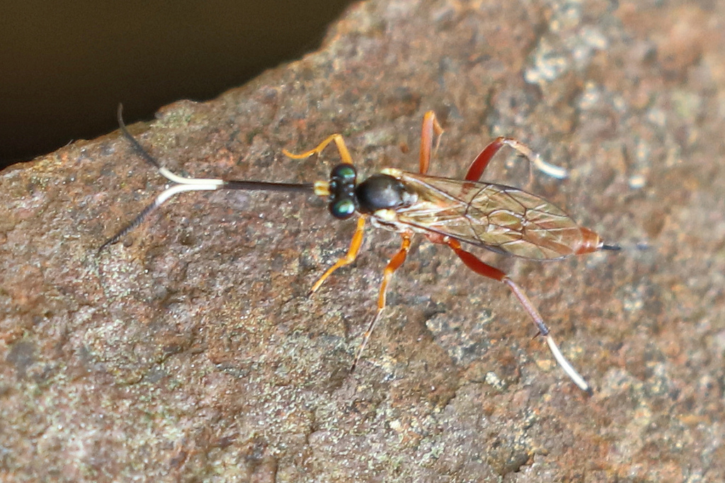 Hyposoter pinyo