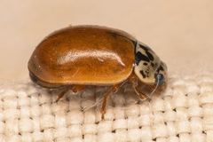 Mulsantina picta