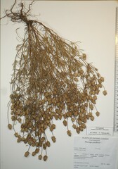 Plantago indica