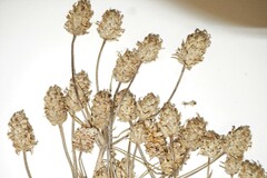 Plantago indica